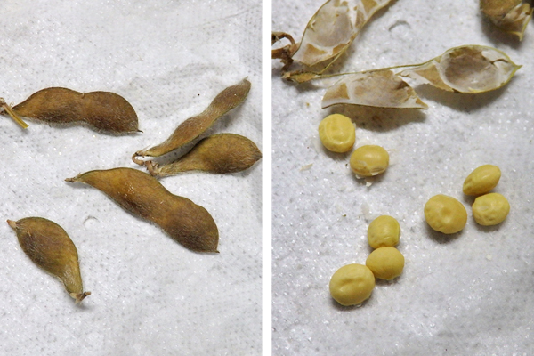 大豆 枝豆 徒長 水耕栽培