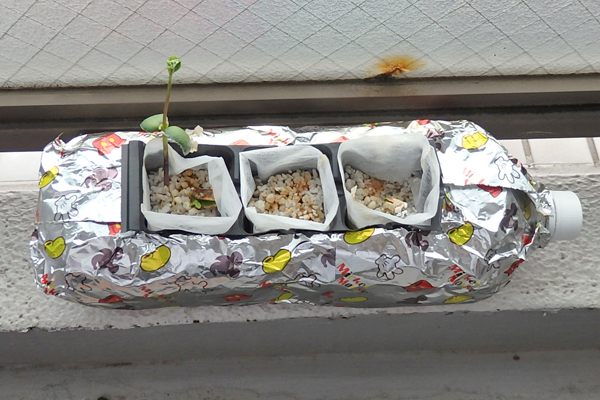 大豆 枝豆 徒長 水耕栽培