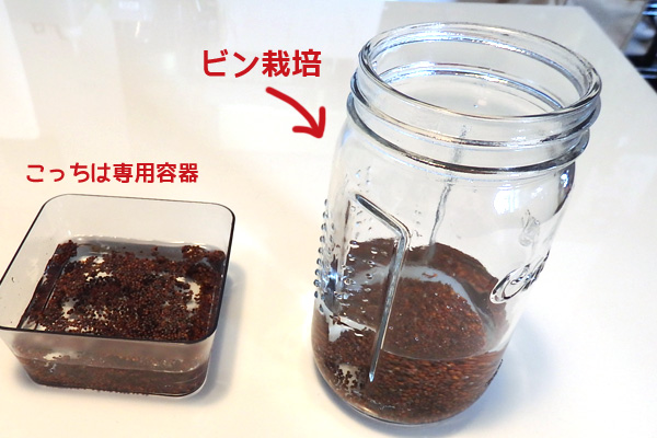ブロッコリー スプラウト 栽培 容器 瓶