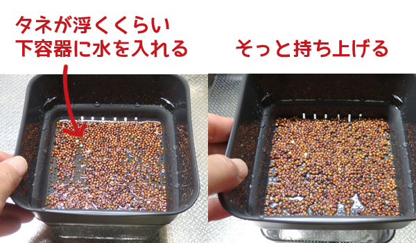 スプラウト 育て方 水耕 栽培 ファーム ブロッコリー リッチェル スプラウトファーム