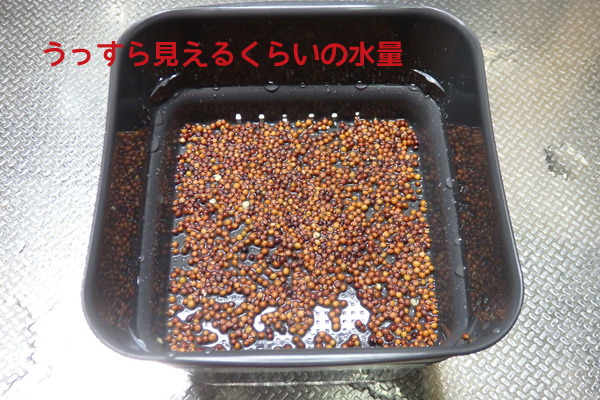 スプラウト 育て方 水耕 栽培 ファーム ブロッコリー リッチェル スプラウトファーム