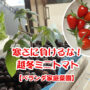 トマト 冬 栽培 ミニトマト 越冬 アイコ 家庭菜園 水耕栽培 ベランダ